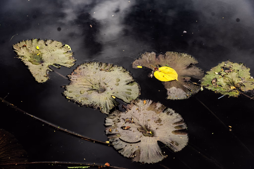 S/T – La ciudad siempre tiene algo que ofrecerme