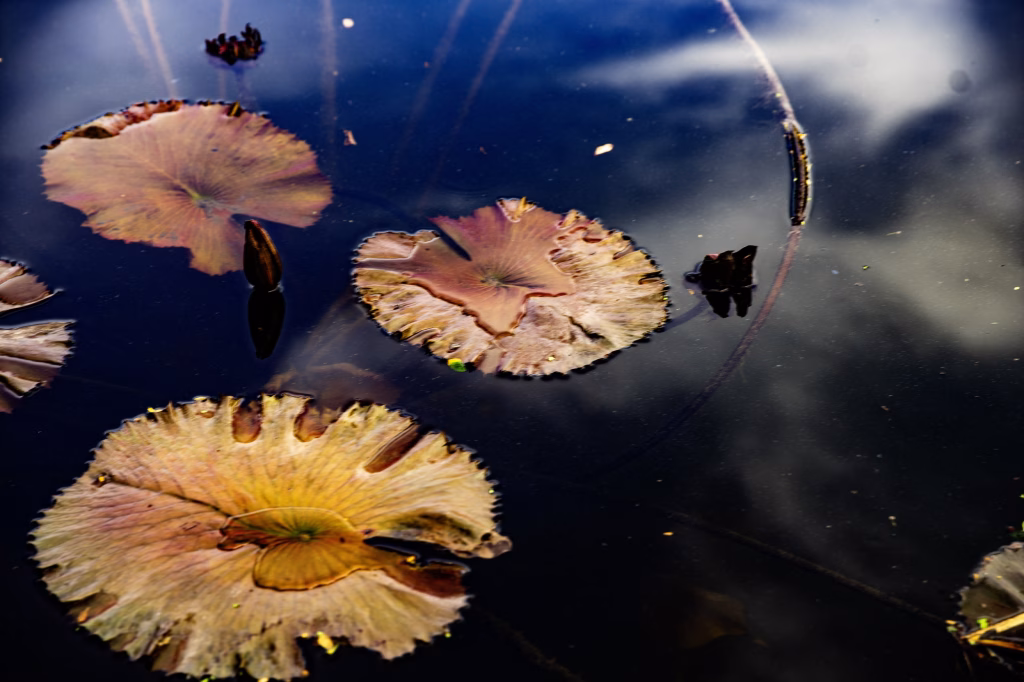 S/T – La ciudad siempre tiene algo que ofrecerme