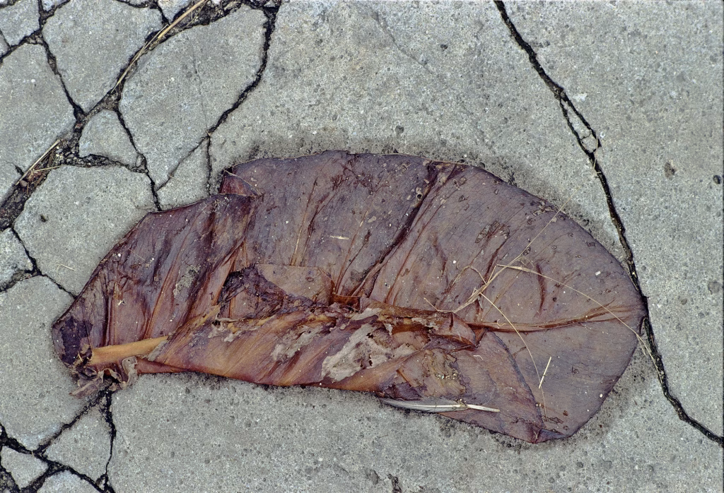 S/T – La ciudad siempre tiene algo que ofrecerme