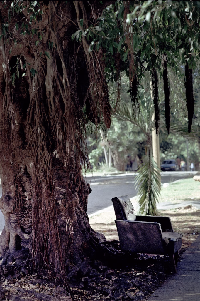 S/T – Están bajo la sobra